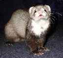 Ferret1L.gif